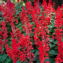 Scarlet Sage Salvia Plant Salvia Coccinea Seeds Fresh Seeds USA - $16.66