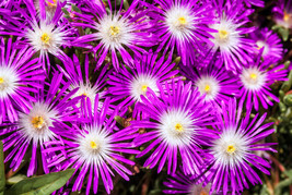 Sale 25 Seeds Stardust Ice Plant Mesembryanthemum Delosperma Floribunda Purple F - £10.07 GBP