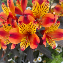 Alstroemeria seeds Peruvian Lily Alstroemeria Inca Bandit Princess lily - 100 Se - $6.32