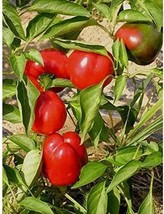 Fajita Bell Pepper Hybrid Seeds 20 Seed Fresh - £8.42 GBP