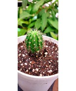 White Easter Lily Cactus, Echinopsis Subdenudata, 4&quot; Plant, Well Rooted,... - $104.52 MXN