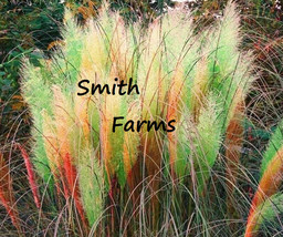 200 Seeds Green Red Yellow Pampas Grass Fresh Usa Seller - $10.50