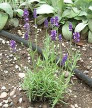 15 Seeds, 100% Real Lavender Potted Plants, SH112074C - $15.98