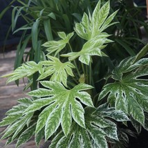 Fatsia Japonica Spiders Web Japanese Aralia Seeds Very Exotic Fresh USA Fast Shi - $14.98