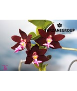 TRICHOGLOTTIS ATROPURPUREA / BRACHIATA SMALL ORCHID POTTED - $33.00