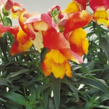 USA SELLER Snapdragon Seeds Floral Showers Apricot Bicolor 50 Seeds - £14.32 GBP