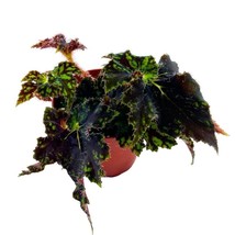 Begonia Unique 4 inch Rhizomatous Dark Green Black Rhizo - $18.49