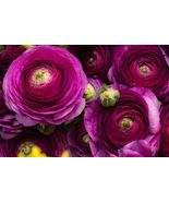10 Purple Ranunculus Bulbs  - £18.84 GBP