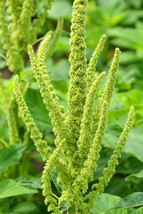 200 Green Thumb Amaranthus Hypochondriacus Flower Seeds Amaranth Fresh Seeds USA - $15.20