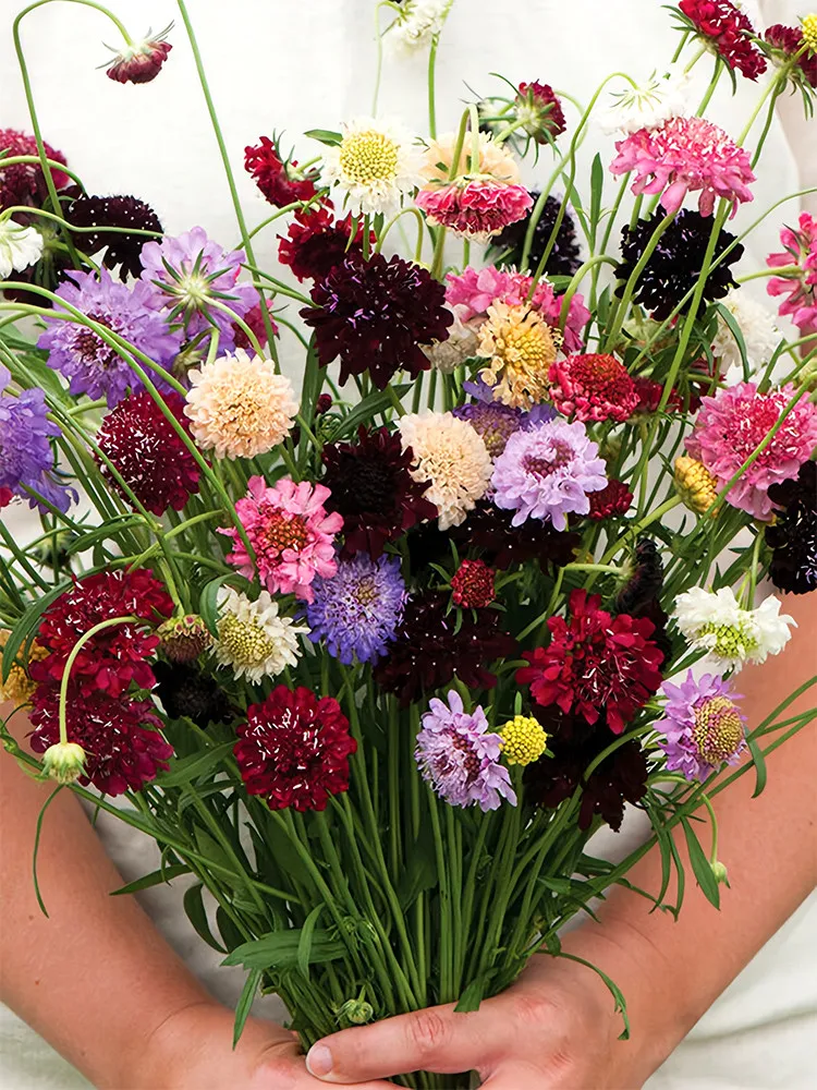  Pincushion Formula Mix 50 seeds - $5.41 CAD