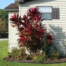 Calypso Queen Cordyline Ti Plant Seeds - £5.58 GBP