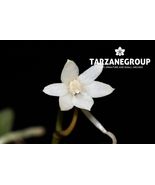 AERANGIS CALANTHA SMALL ORCHID MOUNTED - $65.00