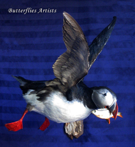Flying Atlantic Puffin Catch Fish Stuffed Bird Taxidermy Scientific Zoology - £462.82 GBP