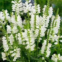 40 White Obedient Plant (False Dragon ) Seeds Flower Perinnial - $17.96