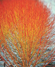 Berynita Store 40 Winter Flame Fire Bush Hedge Seeds Bloodtwig Red Dogwood (Corn - £9.07 GBP