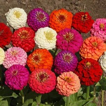 Lilliput Zinnia Mix 60 Seeds 1/2 Gram Buy 2 Get 1 Order Free St13 Gardening USA  - $5.38