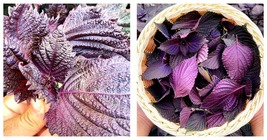 4000 Seeds Aromatic Purple Perfection: Dual-Sided Shiso Seeds - £23.59 GBP