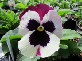 Pansy Seeds Pansy Matrix Rose Wing 25 Seeds Extra Large Flowers - £16.37 GBP