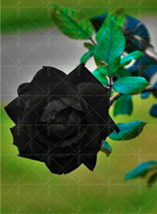 Dc97a0960574647a thumb200