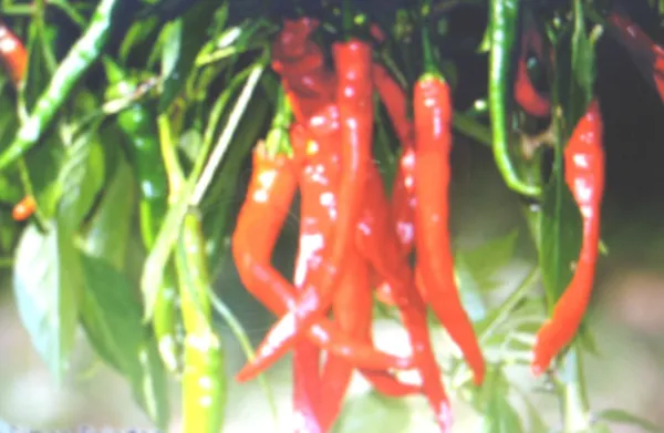Cayenne Long Slim Pepper 15 Seeds Hot Chili Seasoning Free Comb. Sh Garden - £5.46 GBP