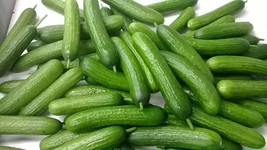 25 Seeds Katrina Cucumbers Fresh Seeds - $6.80