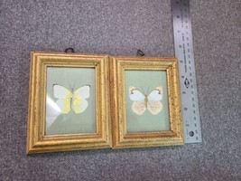 Pair Of Real Mounted Butterflies In Glass Frame Wood Dated 1963 Denver - £30.51 GBP