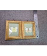 Pair of REAL MOUNTED Butterflies IN GLASS FRAME WOOD Dated 1963 Denver - £30.52 GBP