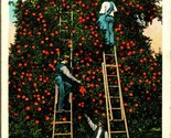 Picking Oranges Florida FL 1919 Postcard WB Agriculture Ladders  - $5.89