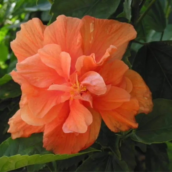 Orange Hibiscus 25 Seeds Hardy Perennials U S Fresh Garden - £10.99 GBP