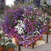 100 Seeds Mixed Lobelia Fountain Mix Flowers Fast Shipping US - £7.19 GBP