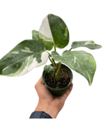 Philodendron &#39;White Princess&#39;-6&quot; pot - $2,385.31 MXN