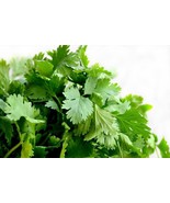 1Oz Cilantro Seeds Coriander Herb Culinary Approx 5000 Seeds Fresh Garden - $24.00