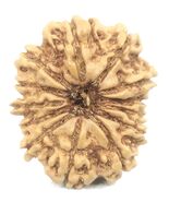 13 Mukhi Rudraksha / Thirteen Face Rudraksh - 23.35 mm - Nepal - IGL Cer... - $174.57 CAD