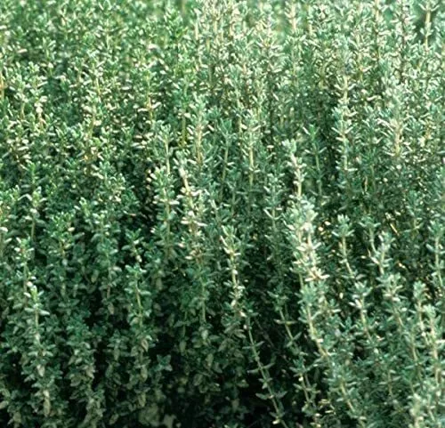 200 Herb Thyme Seeds Organic Heirloom Summer Herbs Seed Non-Gmo Usa Seller - £14.43 GBP