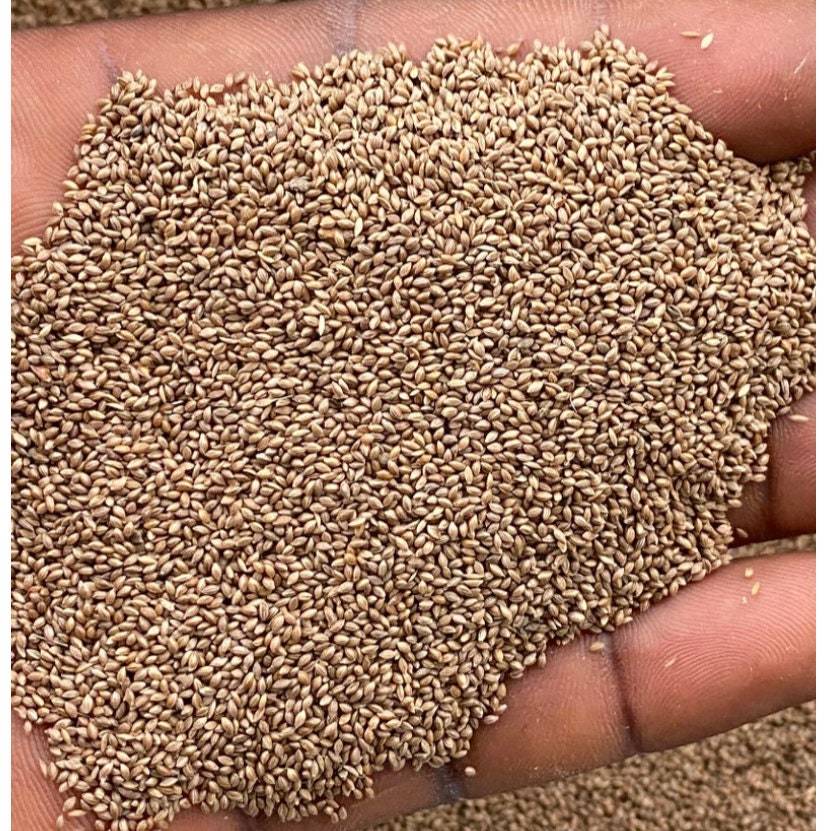Fonio(Digitaria exilis)seeds for planting , 100g/10 USD, shipping cost is 10 USD