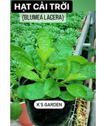 KKG Hạt Cải Trời Hơn 200 Hạt Blumea Lacera Seeds Super Tiny Seeds Fresh ... - €6,83 EUR