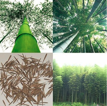 100 pcs Giant Fresh Moso Bamboo seeds FRESH SEEDS - £3.75 GBP
