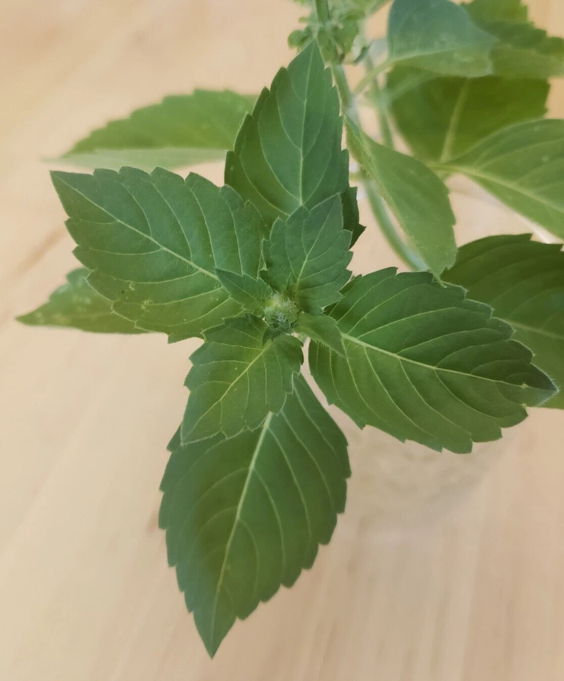 Kapoor Tulsi / Holy Basil (250 seeds), great scent easy to grow! Item image 2