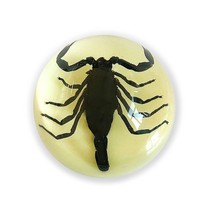 Black Scorpion Half Dome Glows In Dark Insect Desktop Lucite Paperweight Genuine - £11.86 GBP