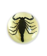 BLACK SCORPION Half Dome Glows In Dark INSECT Desktop Lucite Paperweight... - £11.67 GBP
