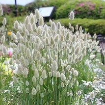 30 Seeds for Planting Bunny Tails Ornamental Grass Lagarus Ovatus - £14.45 GBP