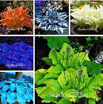 200pcs Mixed Hosta Fragrant Plantain Lily Bonsai - Perennial Flowers for Home &amp;  - £7.34 GBP
