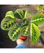 Maranta Lemon Lime Prayer Plant, Maranta Leuconeura &#39;Marisela&#39; plant in ... - €16,94 EUR