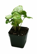 Live Houseplant Indoor Plant Syngonium podophyllum &#39;Pixie&#39; Gardening - £41.99 GBP