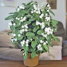 Madagascar jasmine Stephanotis floribunda vine rare fragrant flower seed 5 SEEDS - £7.11 GBP