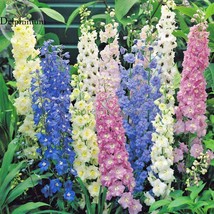 Mixed Green Pink Blue White Delphinium 30 Seeds The Flowers Beautiful Go... - $6.34