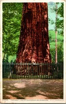 Vtg Cartolina California Sequoie Il Gigante &quot; Detroit Publishing Phostint Unp - £6.68 GBP