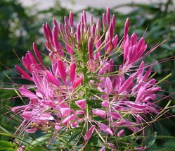 100 Rocky Mountain Bee Plant Cleome Serrulata Flower Seeds Fresh Garden ... - £8.46 GBP