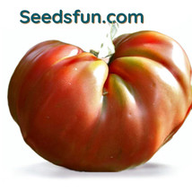 50 Seeds of Brandywine Tomato Heirloom NONGMO - £8.06 GBP