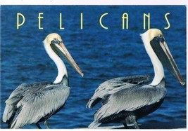 Florida Postcard Two Pelicans Graceful in Flight Comic on Ground - £1.71 GBP